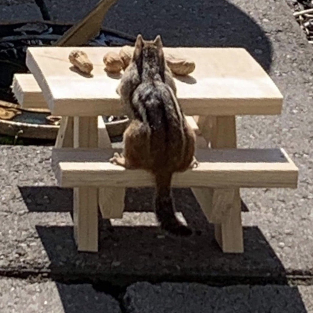 Picnic Tables For Squirrels